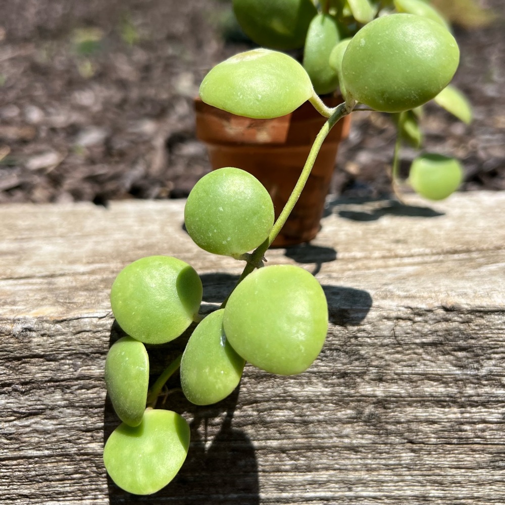 Hoya brevialata unrooted cutting